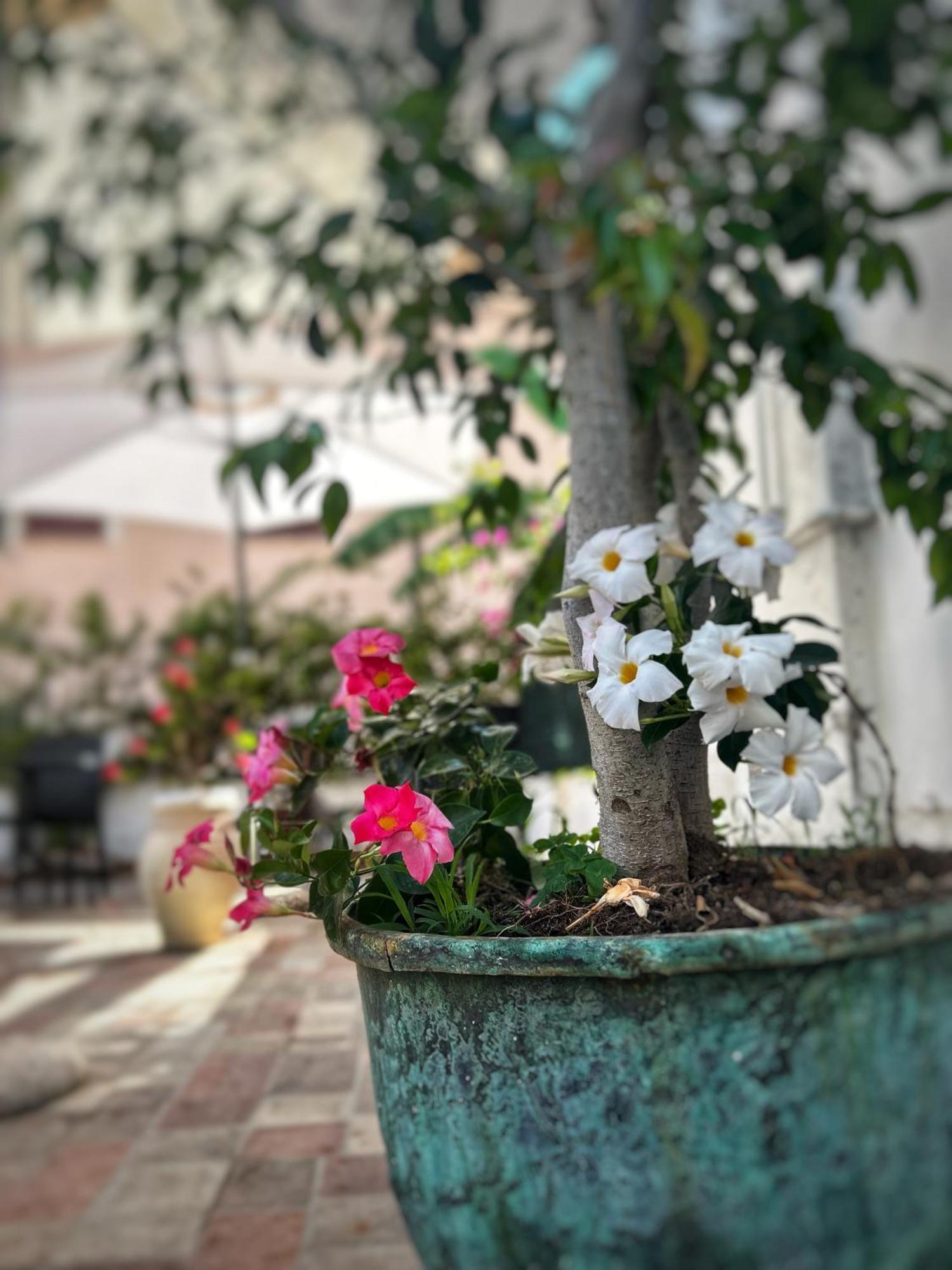 La Maison Derriere Tropea Eksteriør bilde